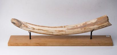 null Défense de mammouth complète de 64 cm de longueur avec très peu de restauration,...