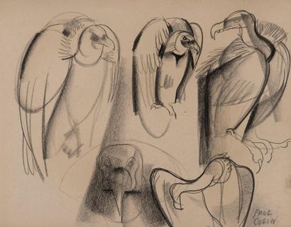 null Paul COLIN (1892-1985). Etude de vautour. Fusain, signé en bas à droite. 31,5x39,5...