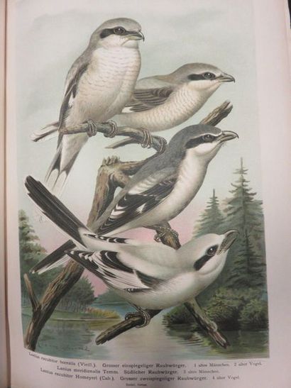 null Deux manettes de livres d'ornithologie dont Naumann: "Naturgeschichte der vogel...