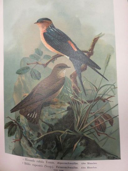 null Deux manettes de livres d'ornithologie dont Naumann: "Naturgeschichte der vogel...