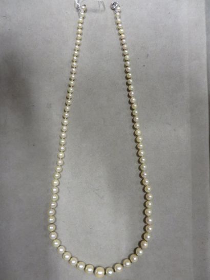 COLLIER Collier de perles de culture en chute. 49 cm