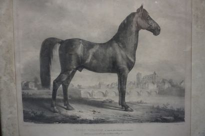 null According to Bonneval: "Favory, Navarrin", equestrian print. 42x49 cm