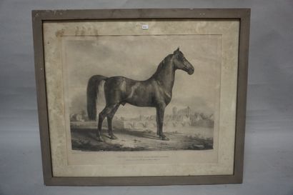 null According to Bonneval: "Favory, Navarrin", equestrian print. 42x49 cm