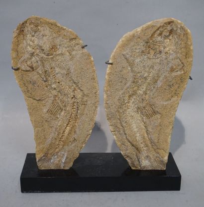 null Fossilized fish. 26 cm