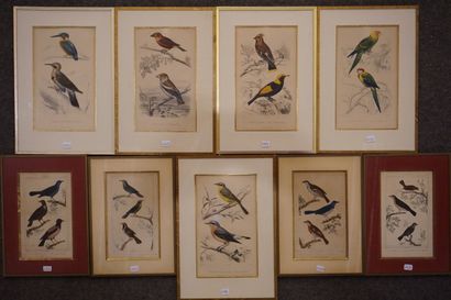 null Neuf estampes: "oiseaux". 22x12,5 cm et 18x11 cm