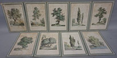 null "Arbres", neuf impressions lithographiques d'après Bourgeois (piquées). 39x26...