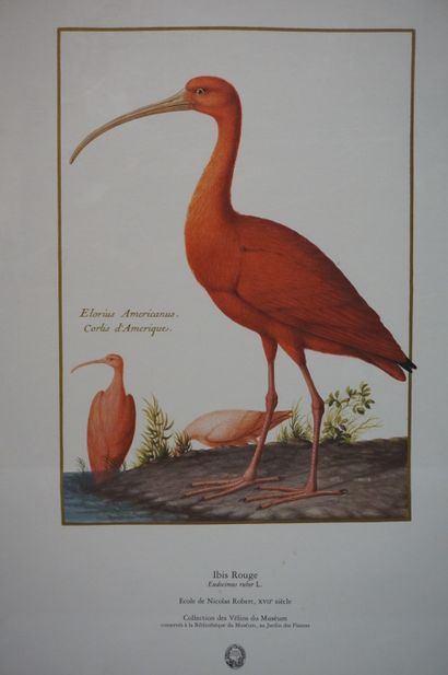 null "Red Ibis", reproduction. 65x50 cm