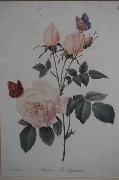 null D'après Redouté: "Fleurs", deux estampes. 30x21 cm