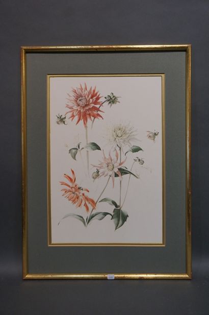 Jennifer ANDREWS "Dahlias", watercolor, sbg, dated 1961. On the back label of the...