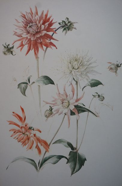 Jennifer ANDREWS "Dahlias", watercolor, sbg, dated 1961. On the back label of the...