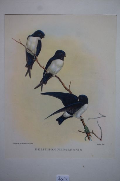 null Six gravures d'après Gould&Richter: "Oiseaux". 19,5x15 cm