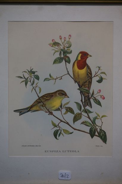 null Six gravures d'après Gould&Richter: "Oiseaux". 19,5x15 cm
