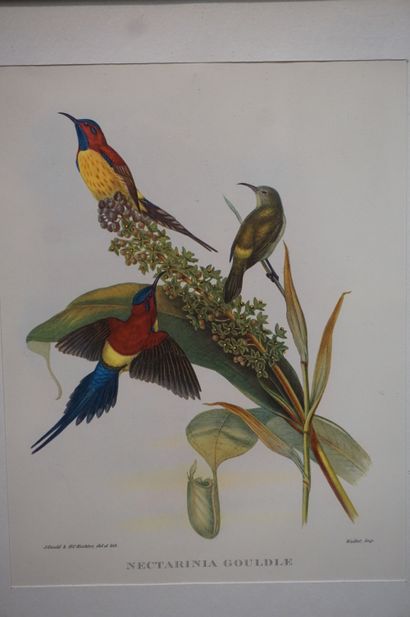 null Six gravures d'après Gould&Richter: "Oiseaux". 19,5x15 cm