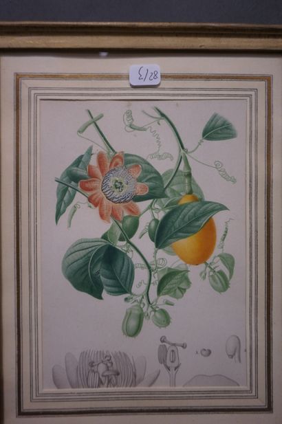 null Trois gravures: "Plantes". 15x10 cm et 17x12 cm