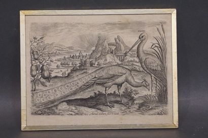 null D'après Adrian Collaert: "Paon et cigogne dans un paysage", gravure. 15x20 ...