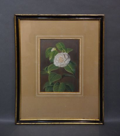null Pastel: "White flower". 28x21 cm
