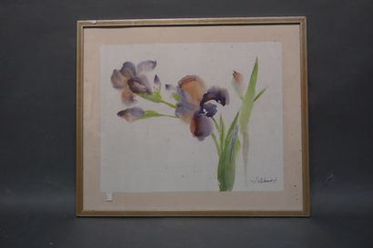 J. DELANNOY "Iris", watercolour, sbd. 37x45 cm