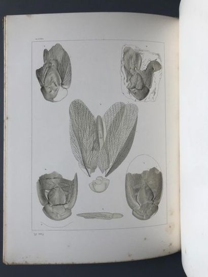 null SCUDDER, Samuel Hubbard.

The Fossil Insects of North America, with notes on...