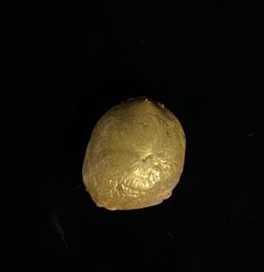 null Pépite d'or.

2,96 grammes, 18K, 750°/00