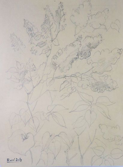 null Raoul DUFY (1877-1953).

Feuillages.

Dessin au crayon, sur papier, signé du...