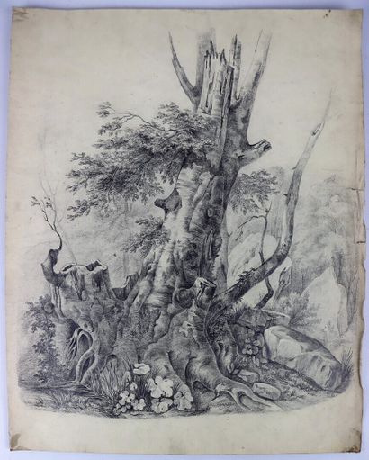 null French school of the 19th century.

The old tree.

Pencil.

H_43 cm L_34,5 ...