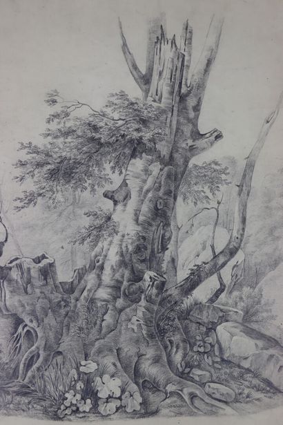 null French school of the 19th century.

The old tree.

Pencil.

H_43 cm L_34,5 ...