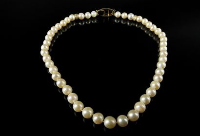 null MIKIMOTO.

Collier de perles de culture et or jaune, le fermoir orné de saphirs.

L_42,5...