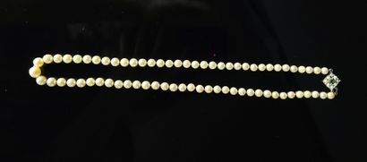 null Collier de perles de culture, le fermoir en or gris.

L_ 52.3 cm.

Diamètre...