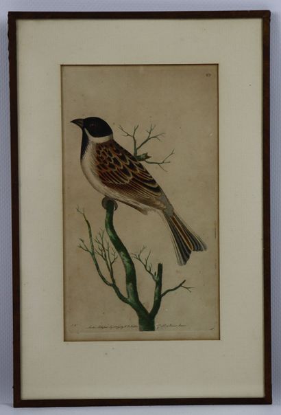 null Suite of eight watercolor engravings of birds.

18th century.

H_ from 17 cm...