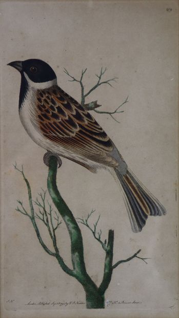 null Suite de huit gravures rehaussées à l'aquarelle figurant des oiseaux.

XVIIIème...