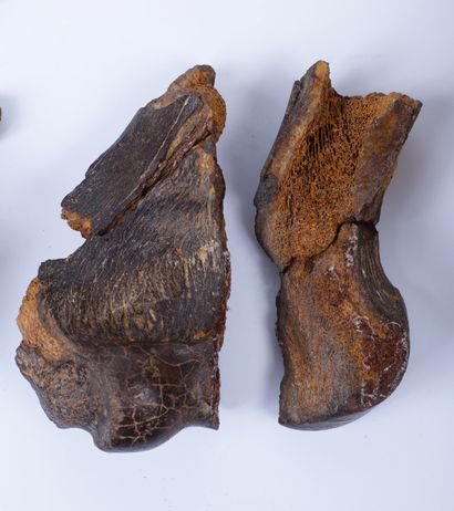 null 
Set of fossilized animal bones including a crown of molar of dinotherium.




Prehistory....