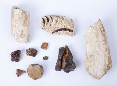 null 
Ensemble d'ossements animaux fossilisés dont une couronne de molaire de dinotherium.




Préhistoire....