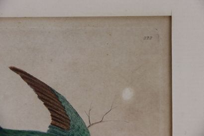 null Suite de huit gravures rehaussées à l'aquarelle figurant des oiseaux.

XVIIIème...