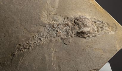 null 
Plaque de pierre polie incluant un fossile de poisson.




H_33 cm L_84 cm.



L’ensemble...