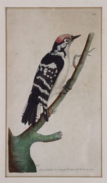 null Suite de huit gravures rehaussées à l'aquarelle figurant des oiseaux.

XVIIIème...