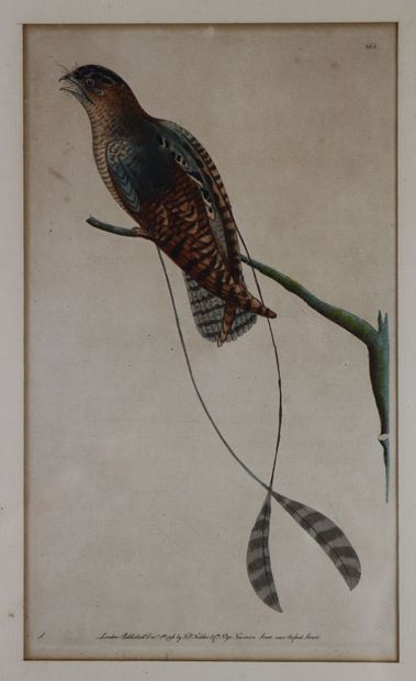 null Suite de huit gravures rehaussées à l'aquarelle figurant des oiseaux.

XVIIIème...