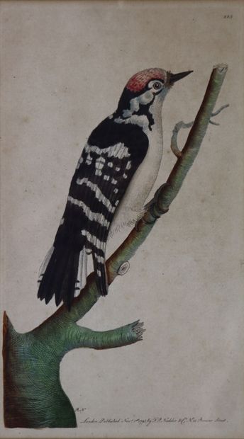 null Suite de huit gravures rehaussées à l'aquarelle figurant des oiseaux.

XVIIIème...