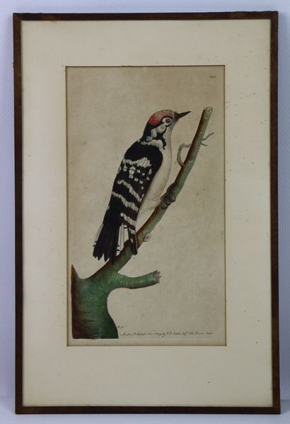 null Suite of eight watercolor engravings of birds.

18th century.

H_ from 17 cm...
