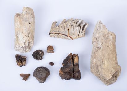  Ensemble d'ossements animaux fossilisés...