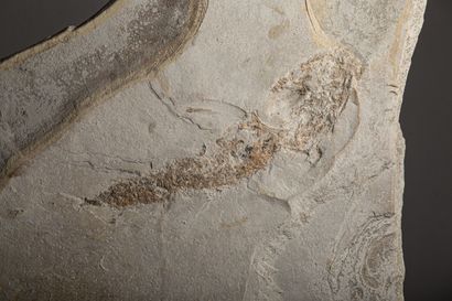 null 
Plaque de pierre incluant un fossile de poisson.




H_83 cm L_66 cm



L’ensemble...