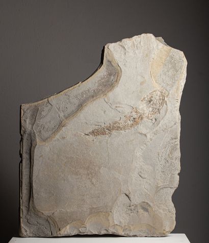  Plaque de pierre incluant un fossile de...