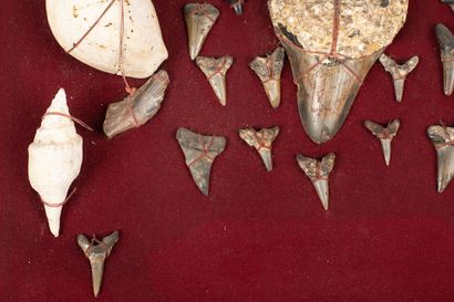 null Museum display plate with a set of shells and shark teeth.

H_1 cm to H_9 cm...