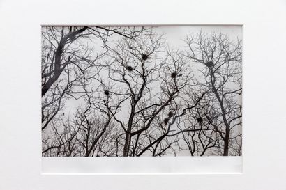 null Jindrich BROK (1912 - 1995).
La cime des arbres.
Tirage argentique
H_ 17 cm...