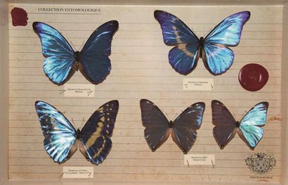 null Coffret entomologique: ensemble spectaculaire des plus beaux morphos, Helena,...