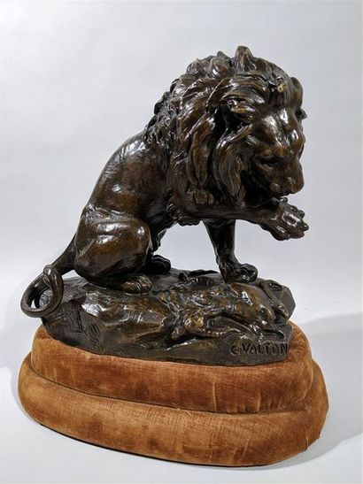 null Charles VALTON (1851-1918) "Lion se léchant la patte après avoir dévoré une...