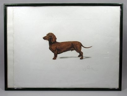 null J. RIVET (XXth) "Dachshund" and "Brittany Spaniel" 
Suite of two colour prints...