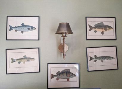 null D'après KRUGER
Suite de 5 reproductions en couleurs de poissons
31 x 41 cm