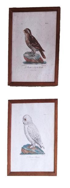 null According to Reinold LEBRECHT
Suite of 4 colourful plates depicting birds. 
(Freckles)
40,...