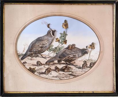 null After Edouard TRAVIES, XIXth
"Colins de Californie" Colour
engraving, mounting...