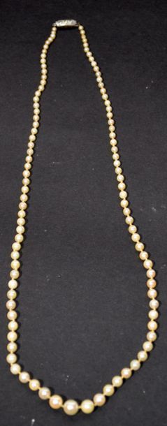 null NECKLACE OF ACAOY PEARLS arranged in fall with silver clasp decorated with three...